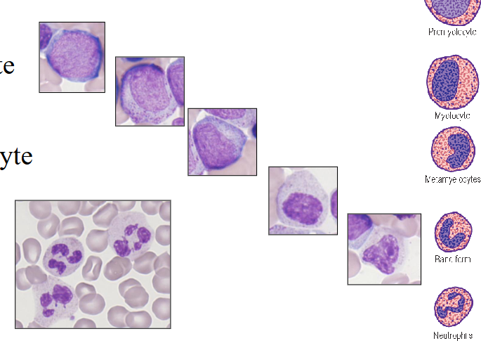 <p>- 40 - 75% of WBC (absolute count = 2.5 - 7.5 x109/L)</p><p>- Develop from primitive myeloblast in BM</p><p>- Myeloblast</p><p>- Promyelocyte</p><p>- Myelocyte</p><p>- Metamyelocyte</p><p>- Band form</p><p>- Neutrophil</p><p>.</p><p>- exam wont ask you to remember the intermediate stages and names of the cells, but you do need to remember the process goin from primitive blast through to the mature neutrophil, takes about 7 days and derived from CD34+ haematopoietic stem cell under the influence of GCSF</p>