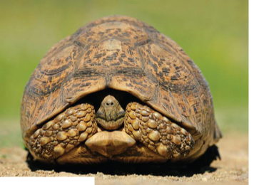 <p>Is this Pleurodira or Cryptodira?</p>