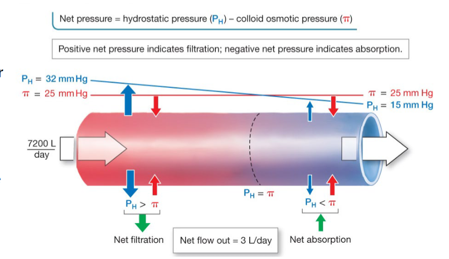 <p>The balance between hydrostatic pressure and osmotic pressure regulates bulk flow of fluid at a capillary!</p>