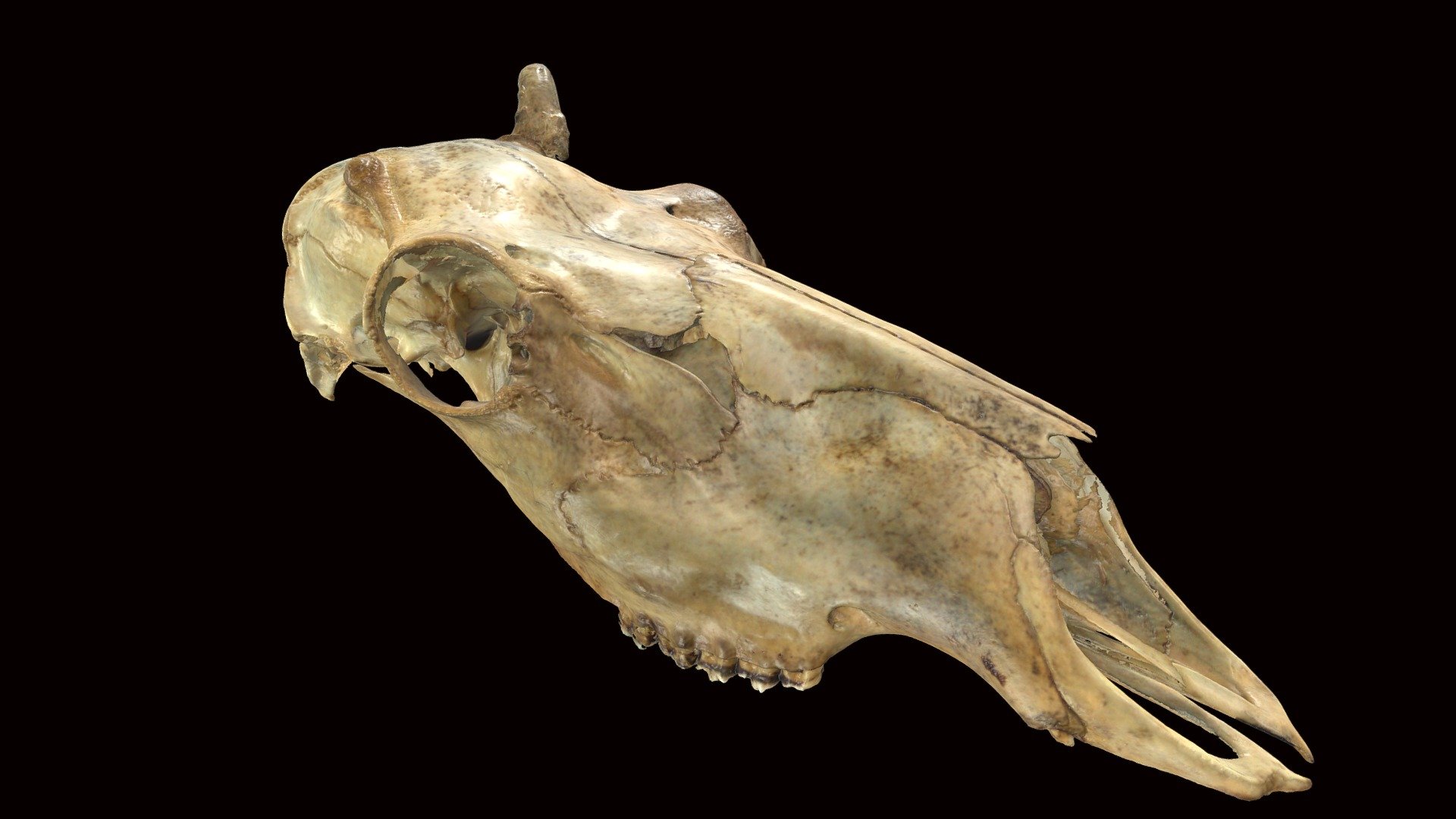 <p>Vomer forming vertical partition extending to the rear of the palate, and upper vestigial canines present</p>