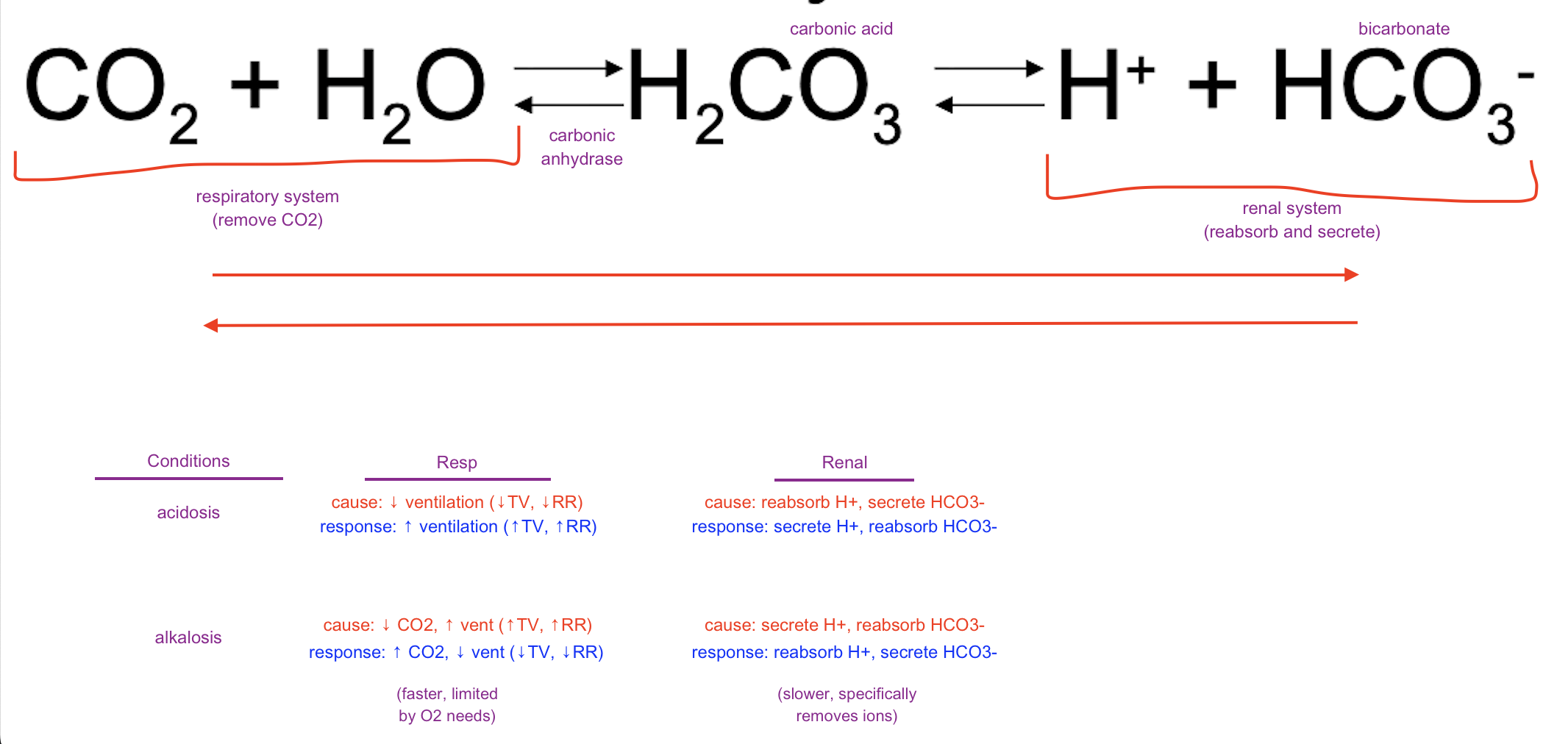 <ul><li><p>pH regulated by gas exchange and osmotic balance systems</p></li><li><p>CO<sub>2</sub> + H<sub>2</sub>O <sup>←</sup>→ H<sub>2</sub>CO<sub>3</sub> <sup>←</sup>→ H<sup>+</sup> + HCO<sub>3</sub><sup>-</sup></p><ul><li><p>CO<sub>2 </sub>produced during metabolism, increase by tissues, decreased in lungs because of exhalation/removal of CO<sub>2 </sub>to envnmnt</p></li><li><p>bicarbonate more soluble in blood</p></li><li><p>renal system works with the back half of the system</p></li></ul></li></ul><p></p>