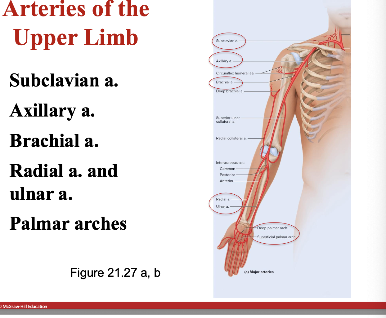 <ul><li><p>know the order</p></li></ul><p></p>