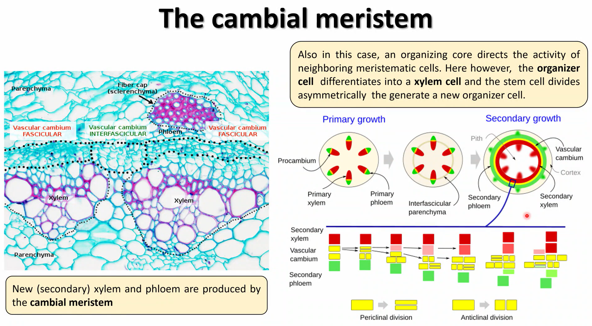 <ul><li><p>division is activated when the <strong>interfascicular parenchyma </strong>ring is formed</p></li><li><p>the cambium cells close to the <strong>xylem </strong>side divide <strong>periclinally</strong> (horizontally) and differentiate <strong>early</strong></p></li><li><p>the cambium cells close to the <strong>phloem </strong>divide <strong>anticlinally </strong>(vertically) and do <strong>not </strong>differentiate as early, to increase the number of cells per layer</p></li></ul><p></p>