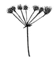 <ul><li><p><span style="font-size: small;"><span>type of inflorescence in which each pedicel/peduncle grows upward and outward from one point </span></span></p></li><li><p><span style="font-size: small;"><span>the same manner the spokes of an umbrella spread upward and outward from the umbrella main stem</span></span></p></li></ul><p></p>