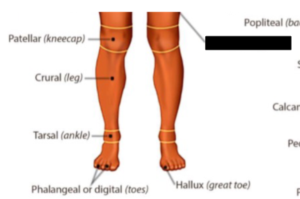 <p>what anatomical region is this?</p>