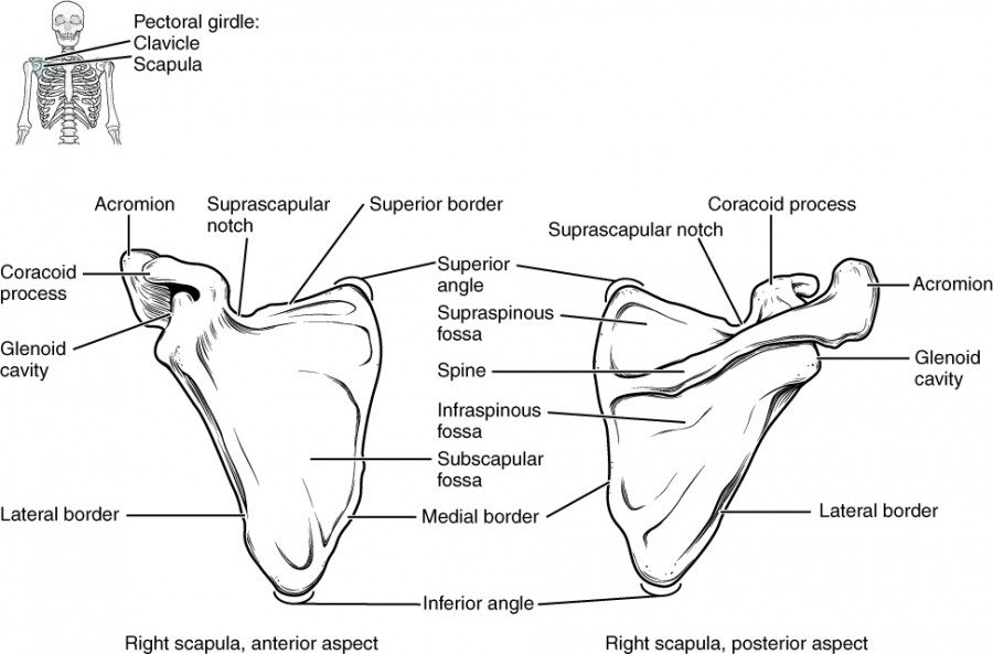 <p>-Flat triangular bone on back<br>-Key landmark: <strong>Glenoid Fossa </strong>(Forms the <u>shoulder</u> <u>socket</u>; Where humerus fits)<br>-Other landmarks (just recognize): <strong>Spine of scapula</strong>; <strong>Acromion</strong>; <strong>Coracoid Process</strong></p>