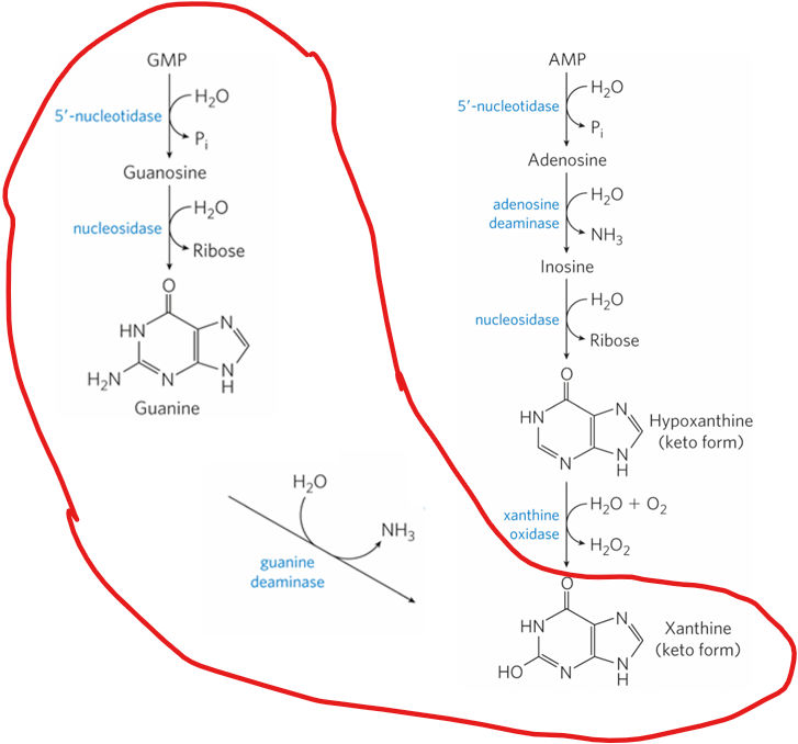 <p>Purine nucleotides are also <strong>degraded</strong>, producing <strong>uric acid</strong> as the end product in humans. GMP and AMP are first dephosphorylated to nucleosides (guanosine and adenosine).</p><p></p><p>What happens to guanosine </p>
