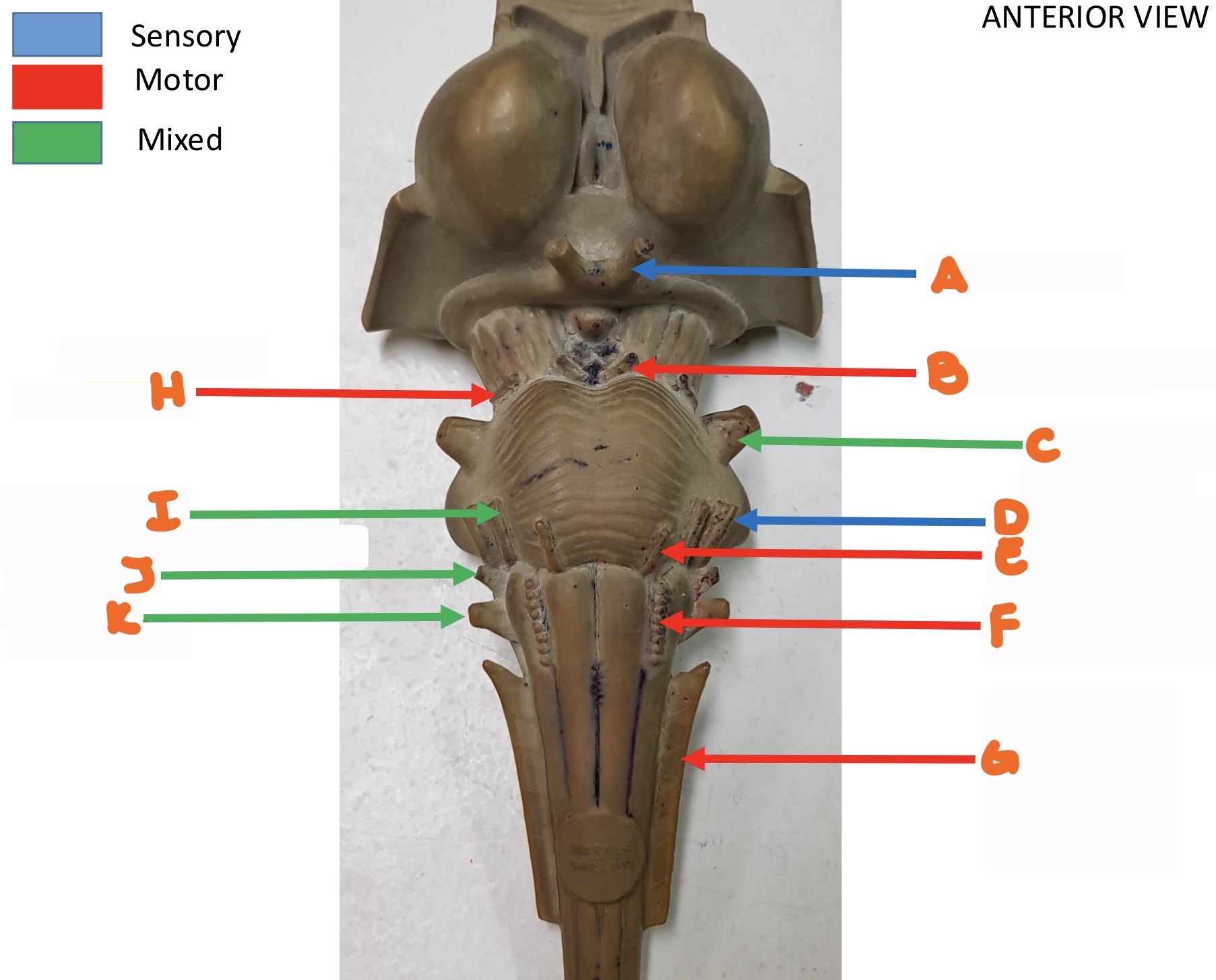 knowt flashcard image