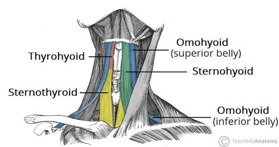 <p>infrahyoid (strap) muscles </p>