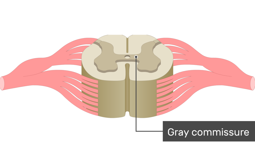 <p>median line that connects areas of spinal cord</p>
