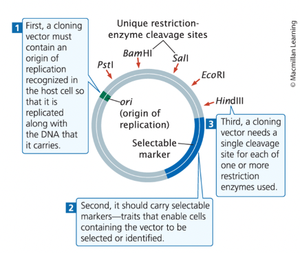 <p><span style="line-height: 115%;">bacteria, have an origin of replication, 1+ selectable markers, and recognition sites for 1+ restriction enzymes</span></p>