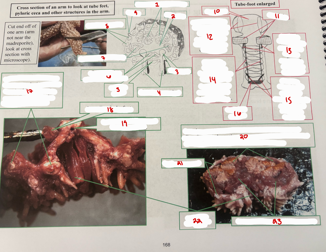 <p>Sea Star Arm Cross Section</p>