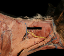 <p>• Cranial nerve XI</p><p> • Innervates the muscles that move the head and neck</p>