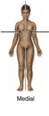 <p>medial</p>