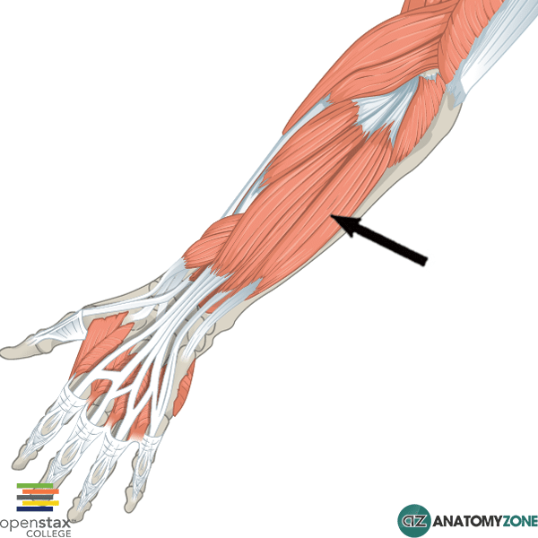 <p>Extends and abducts wrist (Wave)</p>