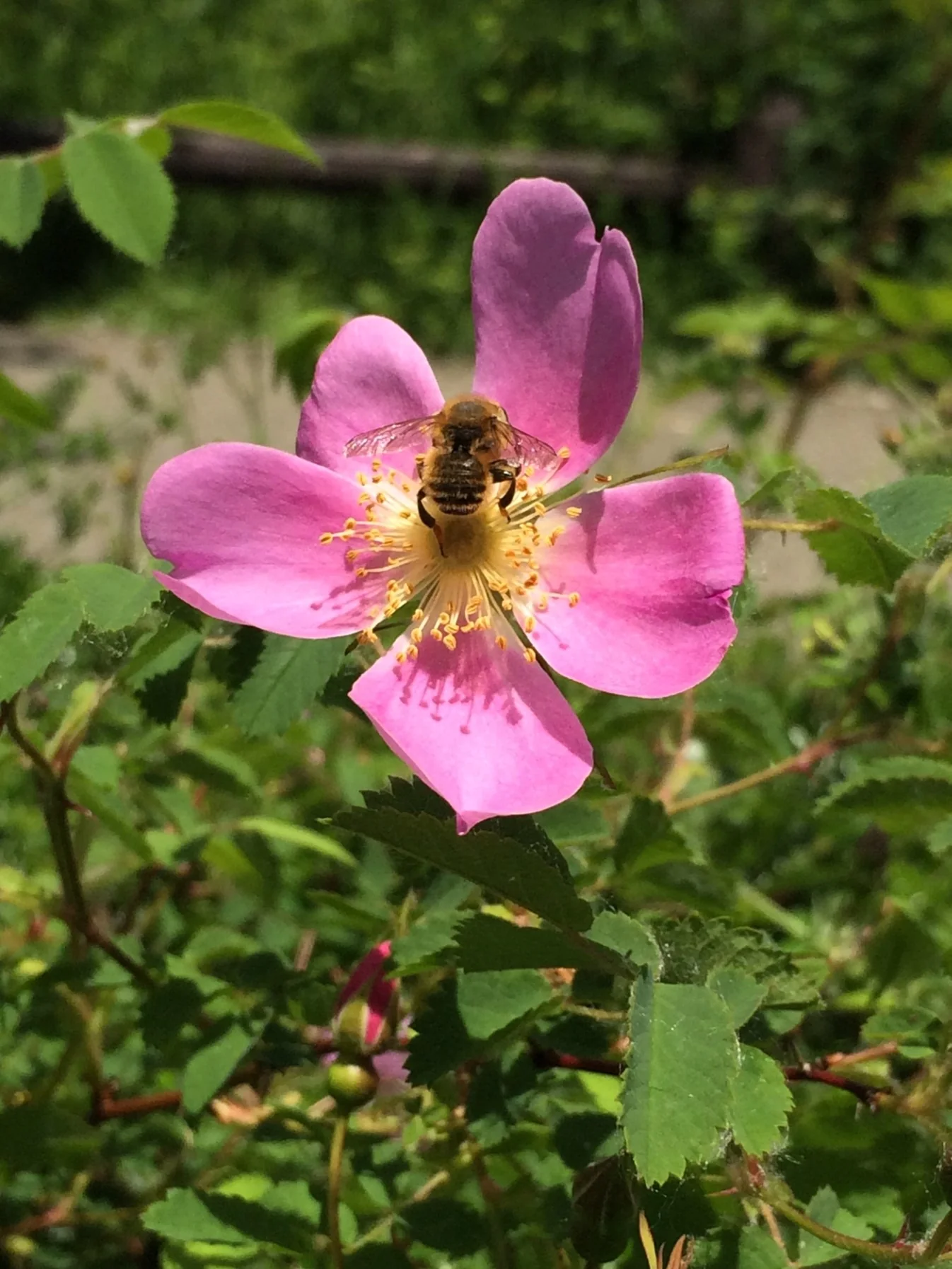 <p>Nootka Rose</p>