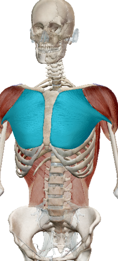 <p>pectoralis major action</p>