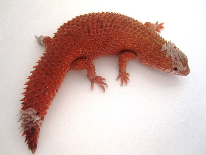 <ul><li><p>“molting”</p></li><li><p>over time replaces skin</p></li><li><p>done by epidermis, aided by dermis</p></li><li><p>several ways they can shed:</p><ul><li><p>synchronous</p></li><li><p>inner generation layer</p></li><li><p>outer generation layer</p></li><li><p>oberhautchen (between old and new skin)</p></li></ul></li></ul><p></p>