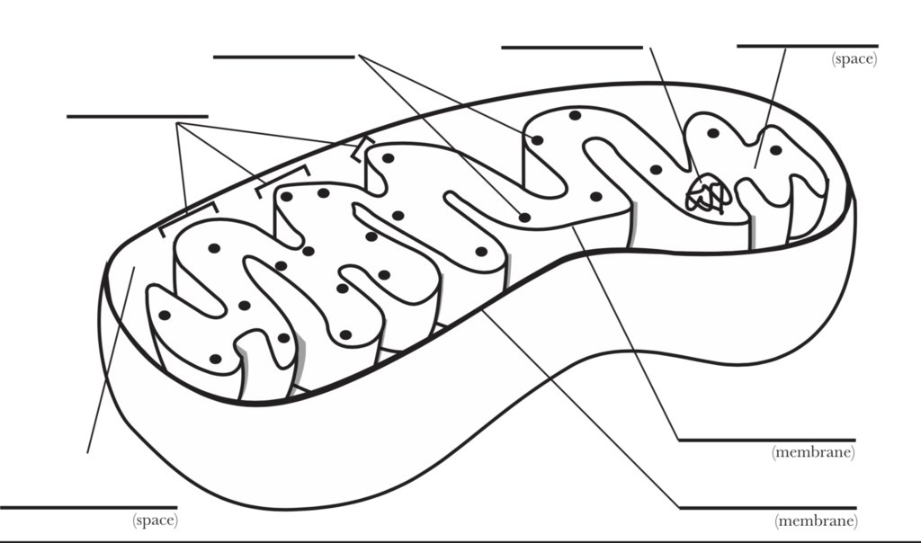 <p>fill out the structures of the mitochondria</p>