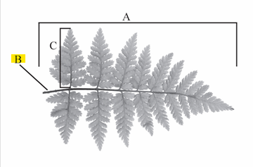 <p>The stalk or petiole of a fern frond.</p>