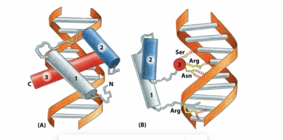 <p>3 alpha turn helices which create bonds with the major groove on the c-terrminus and bonds with the minor groove in the n-terminus</p>
