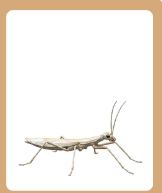 <p>A small animal that has six legs and often wings.</p>