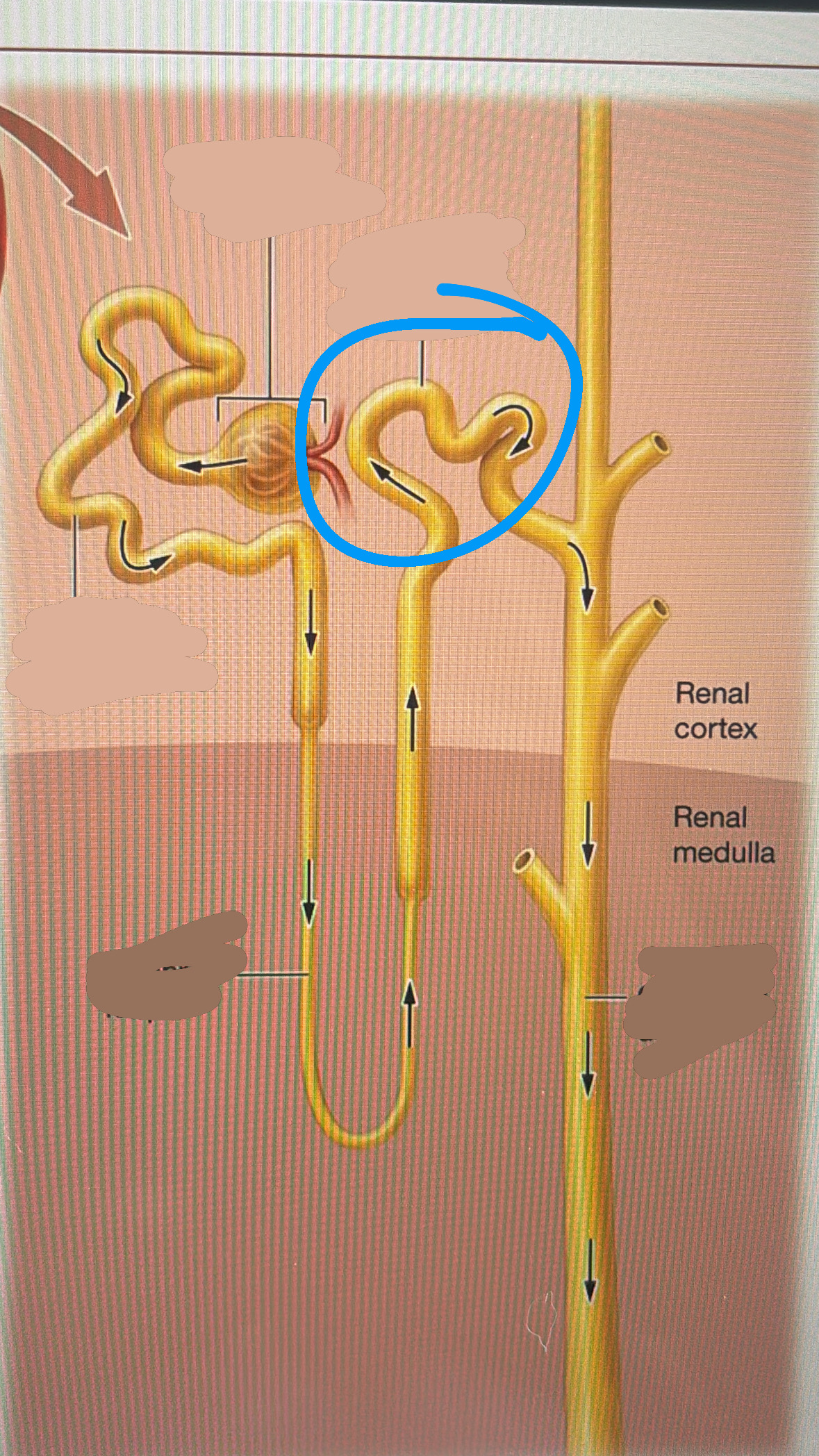 knowt flashcard image