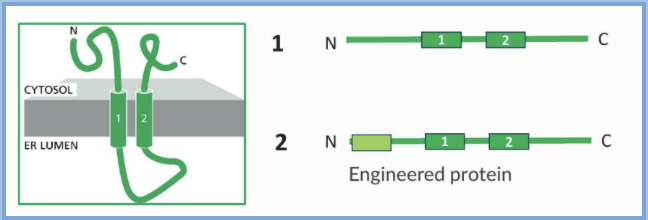 <p><span style="background-color: transparent;">A transmembrane protein normally form a structure shown below. If an ER signal sequence were added to its N-terminus, which structure would the engineered protein adopt?</span></p><img src="https://assets.knowt.com/user-attachments/8b3393a0-5674-4c88-b083-47e0a3517a11.png" data-width="100%" data-align="center"><img src="https://assets.knowt.com/user-attachments/fcbb155b-b6f1-4965-bdff-12d1840bed1b.png" data-width="100%" data-align="center"><img src="https://assets.knowt.com/user-attachments/f313b773-435f-458d-b55a-3a8f4b863d0d.png" data-width="100%" data-align="center"><img src="https://assets.knowt.com/user-attachments/c2addcd8-63a9-4432-9366-c7459e32ad62.png" data-width="100%" data-align="center"><p></p>