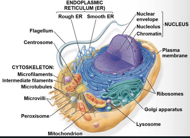 <ul><li><p>nucleus- contains multiple linear chromosomes</p></li><li><p>Nuclear envelope - pair of lipid bilayers with space between them </p></li><li><p>Nucleoli - site of assembly of ribosomal subunits</p></li><li><p>Chromatin- DNA bound to histones </p></li></ul><p></p>