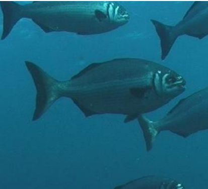 <p>FISHES (Class Actinopterygii) SILVER DRUMMER </p>