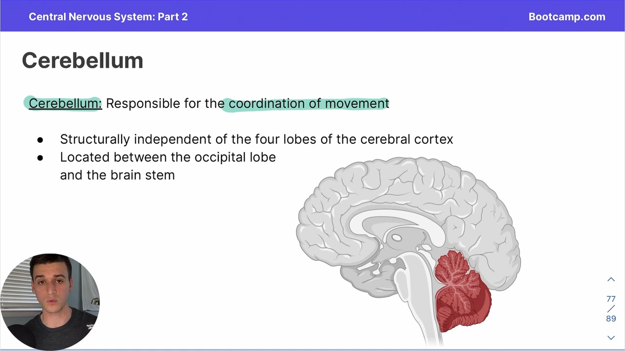 <p>Responsible for coordination of movement </p>