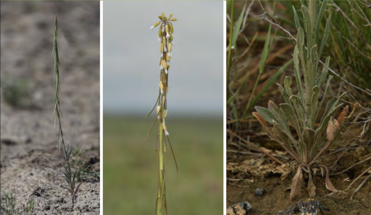 <ul><li><p>Holboell’s rockcress</p></li><li><p>Mustard family</p></li></ul><p></p>