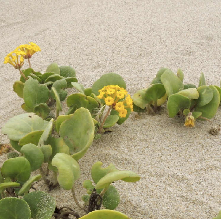 <p>Abronia sp.</p>