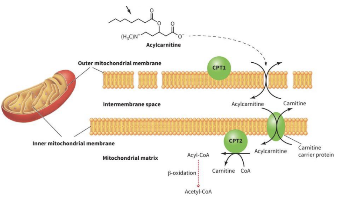 <ol><li><p>Acyl group transferred from CoA’s thioester onto carnitine’s hydroxyl group → acyl carnitine made, CoA-SH released (via CPT1)</p></li><li><p>Acyl-carnitine crosses the mitochondria membrane via a translocase (carnitine-acylcarnitine translocase) </p></li><li><p>CPT2 reverses the rxn by transferring acyl group back onto a mitochondrial CoA → acyl-CoA regenerated + free carnitine release </p></li></ol><p></p>