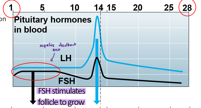 <p>What happens during the follicular phase?</p>