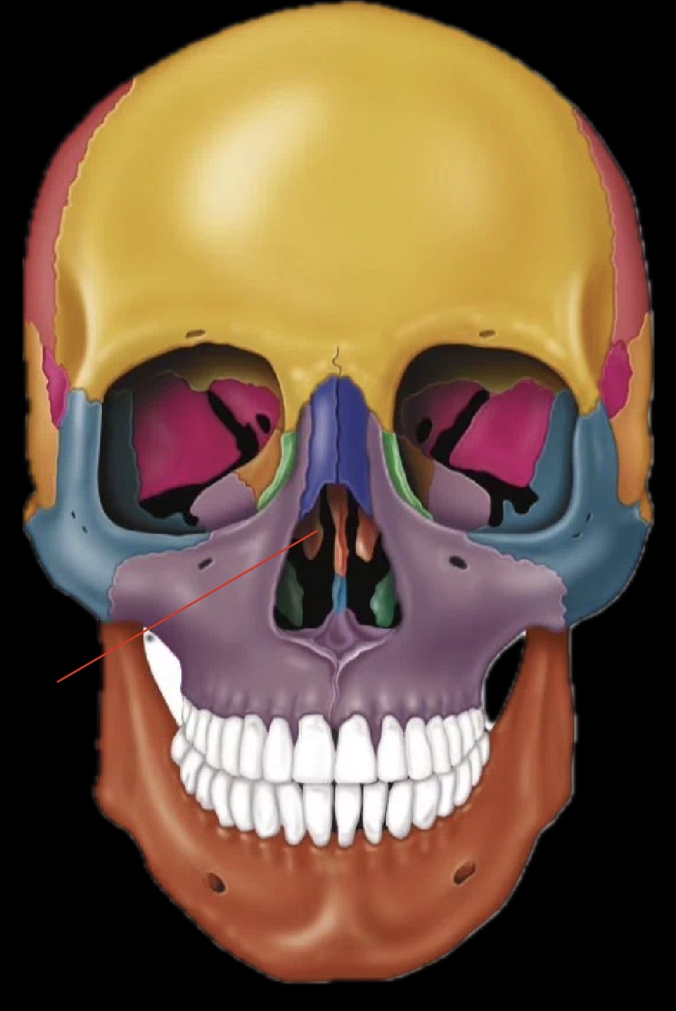 <p>What bone is this?</p>
