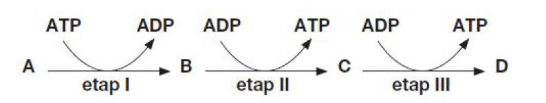 <p>GRUPA A</p><p>15. Na schemacie przedstawiono szlak metaboliczny. Wszystkie jego etapy są katalizowane przez enzymy, a końcowy produkt (substancja D) jest inhibitorem enzymu działającego na etapie I. Podaj numer etapu, na którym zachodzi reakcja anaboliczna. Uzasadnij swoją odpowiedź.</p>