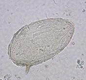 <p><span style="background-color: rgba(0, 0, 0, 0); line-height: 19.7625px;">What is the species in this photo?</span></p>