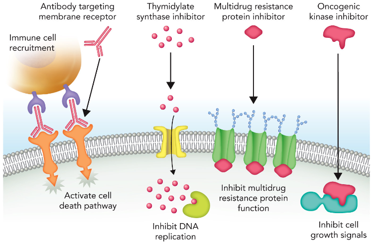 <p>Each drug blocks a specific process in order to maximize chances of killing the cancer cells before drug resistance begins.</p><p>Verapamil, combination of methotrexate and 5-fluorouracil</p>