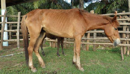 <p>Protists > Excavata (flagellates) > Trypanosomatida > <em>Trypanosoma</em></p><p><span style="color: blue;"><span>Mechanical transmission by tabanids</span></span></p><p><span style="color: blue;"><span>Causes surra disease in domestic animals such as horses and cattle</span></span></p><p>Fever, weakness, lethargy, weight loss, anemia, edema, lymphadenomegaly, icterus, ataxia</p><p><span style="color: blue;"><span>Can be especially fatal in horses and camels</span></span></p>