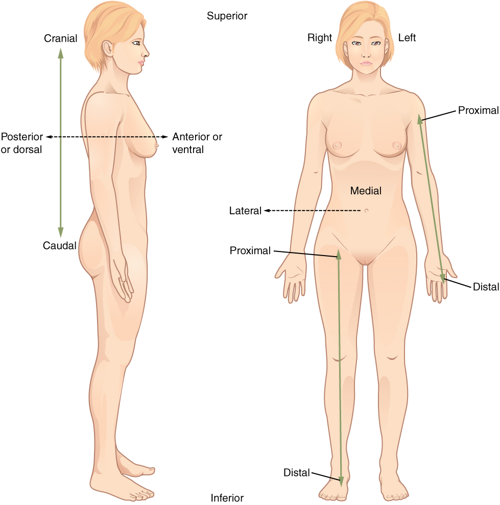 <p>Toward the front of the body</p>