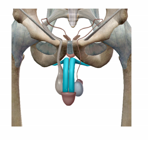 <p><span>Name the structure.</span></p>