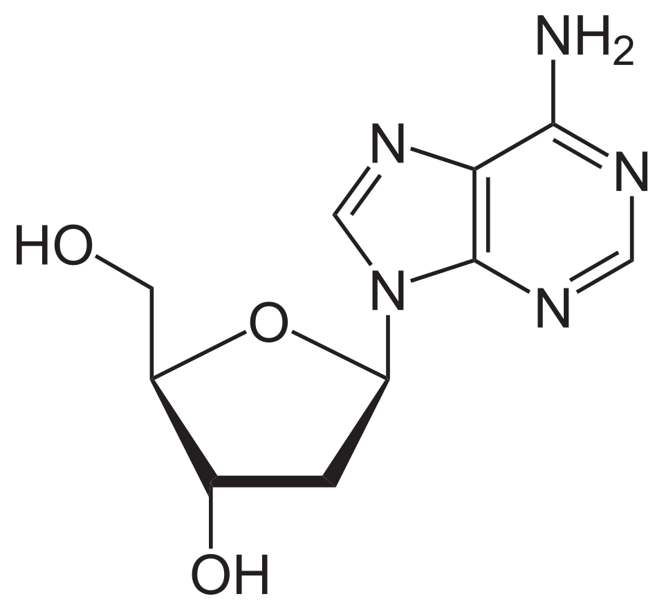 <p>name this nucleoside</p>