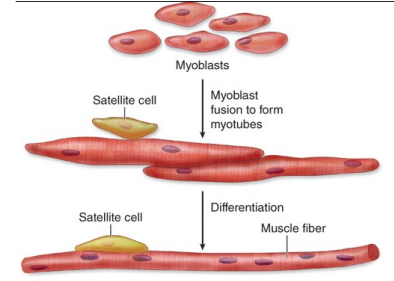 <p>Development sequence: </p><ol><li><p>Myoblasts proliferate</p></li><li><p>Myoblasts fuse together</p></li><li><p>Multinucleated structures called <strong>myotubes</strong> form</p></li><li><p>Contractile proteins accumulate</p></li><li><p>Mature muscle fibers develop</p></li></ol><p>Important features: </p><ul><li><p>Mature skeletal muscle fibers are multinucleated because they formed by fusion of many myoblasts</p></li><li><p>Nuclei migrate to the periphery beneath the sarcolemma</p></li></ul><p></p><p>Satellite cells </p><p>A population of stem-like cells remains between:</p><ul><li><p>Sarcolemma</p></li><li><p>External lamina</p></li></ul><p>Functions:</p><ul><li><p>Muscle repair</p></li><li><p>Regeneration after injury</p></li><li><p>Hypertrophy support</p></li></ul><p></p>