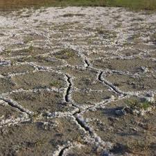 <p>The build-up of salts in upper soil horizons.</p>