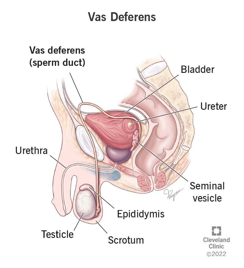 <p>A duct that transfers sperm from the epididymis to the seminal vesicle</p>