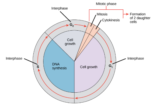 <p>The longest part of the cell cycle where the cell grows and replicates its DNA (S phase)</p>