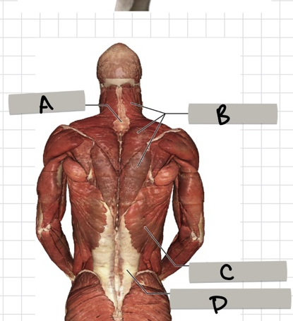 <p>C</p>