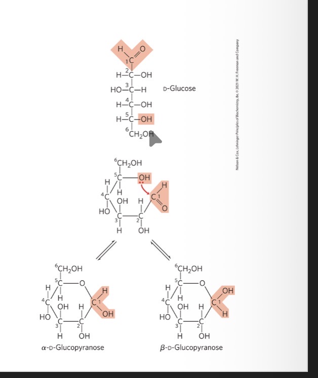 <p><span><span>reaction between the aldehyde group at C-1 and the hydroxyl group at C-5 forms a hemiacetal linkage</span></span></p>