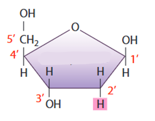<p>A five carbon sugar that is located in <strong>DNA</strong> and is apart of a nucleotide</p>
